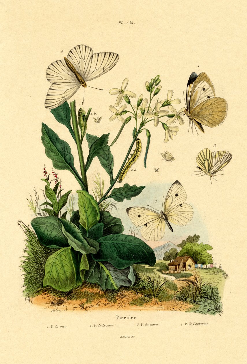 Grande Branco, 1833-39 de French School