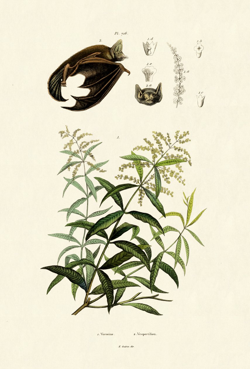 Lemongras, 1833-39 de French School