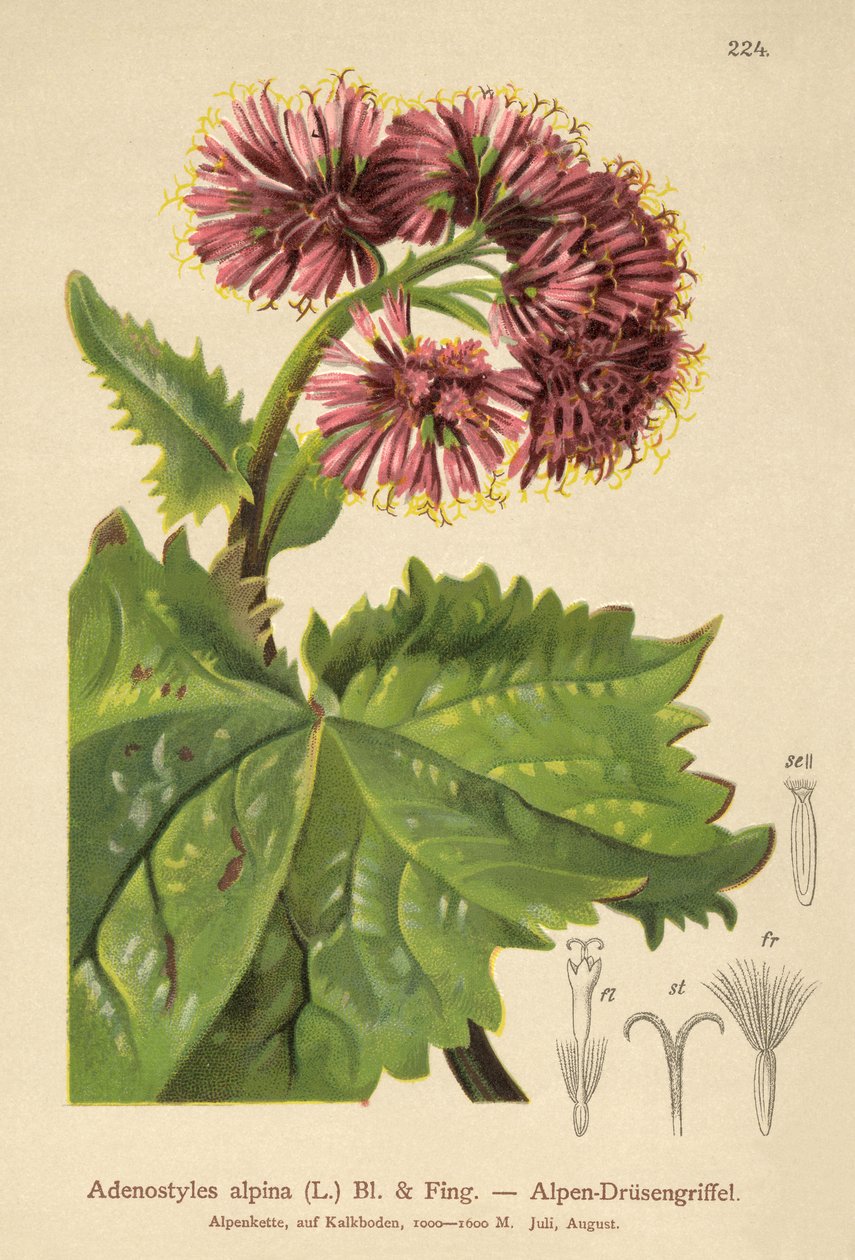 Adenostilo (Adenostyles alpina, Adenostyles glabra) de German School