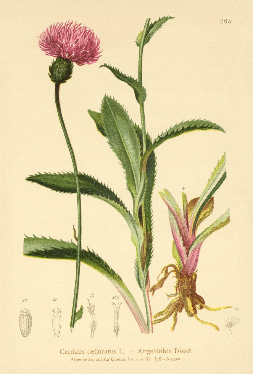 Cardo alpino (Carduus defloratus) de German School