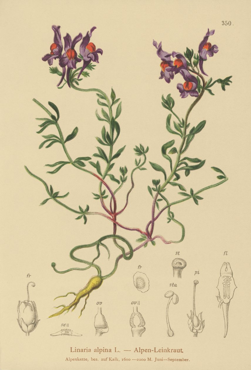 Toadflax alpino (Linaria alpina) de German School
