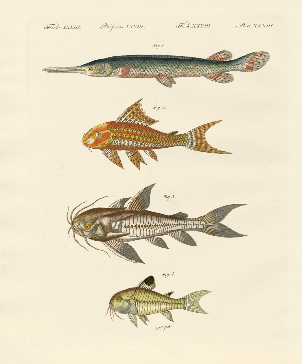 Peixe Blindado de German School