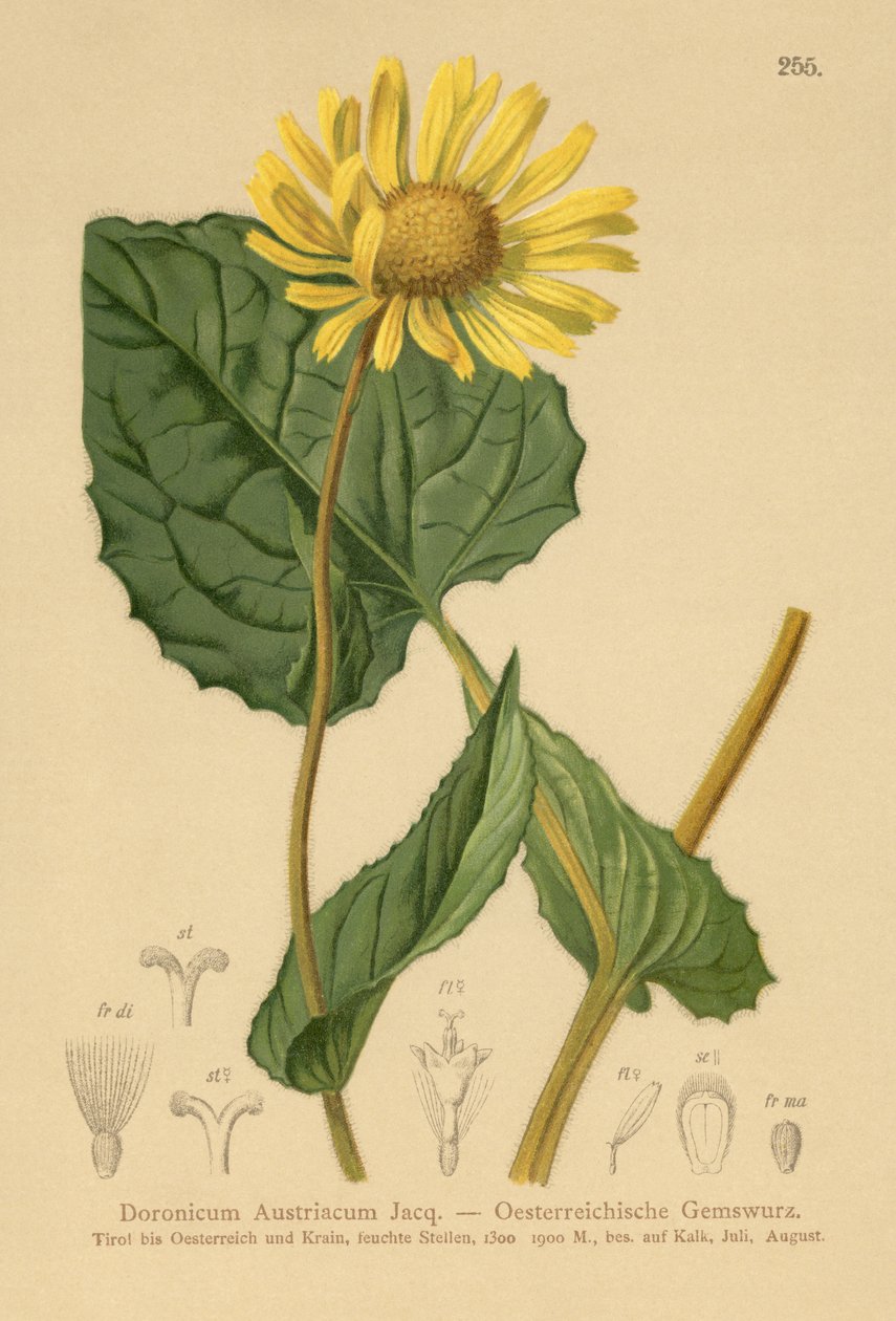 Austríaca leopardo-bane (Doronicum Áustria) de German School