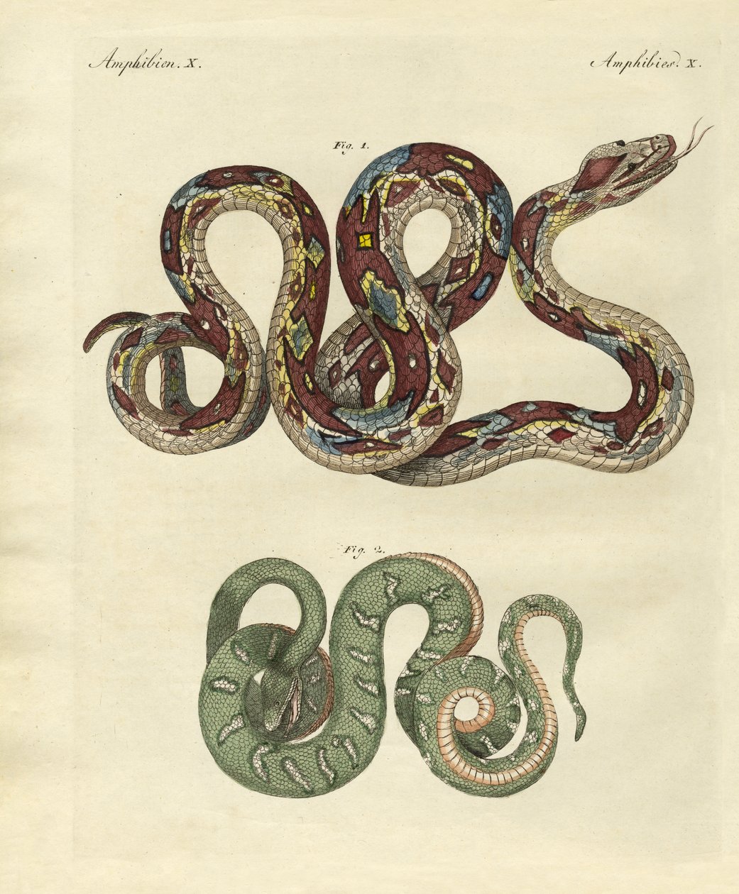 Cobra horrível de German School