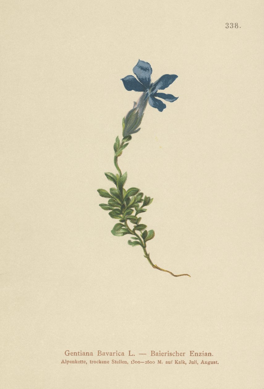 Genciana bávara (Gentiana Bavarica) de German School