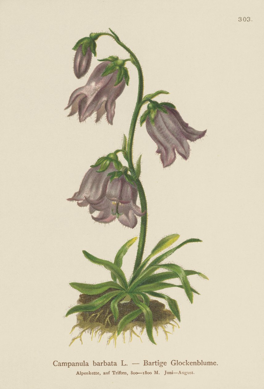 Bellflower barbudo (Campanula barbata) de German School