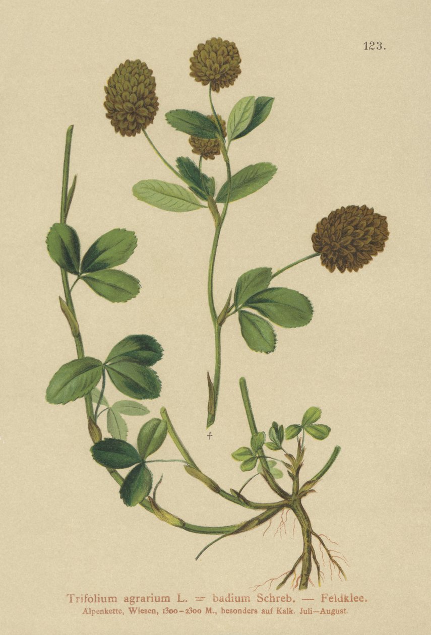 Trevo marrom (Trifolium agrarium, Trifolium badium) de German School