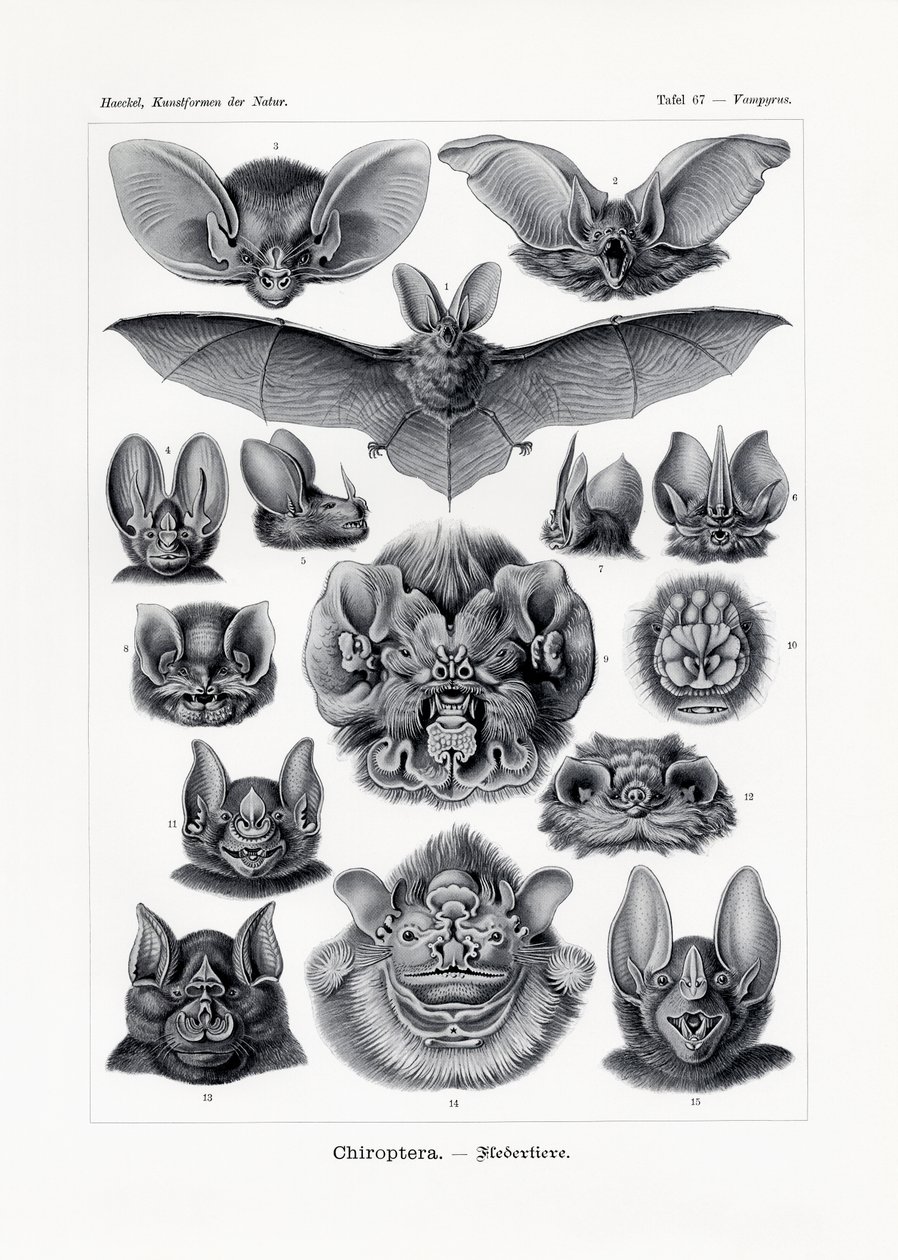 Chiroptera, 1899-1904 de German School