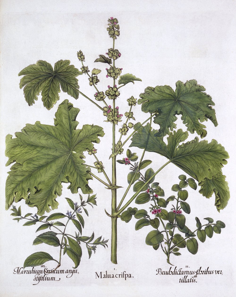 Malva enrolada, False Dittany, Horehound cretense, de Hortus Eystettensis, de Basil Besler (1561-1629), pub. 1613 (gravura colorida à mão) de German School