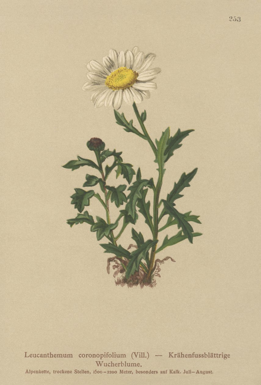 Daisy (Leucanthemum coronopifolium, Chrysanthemum coronopifolium, Chrysanthemum alpestre) de German School