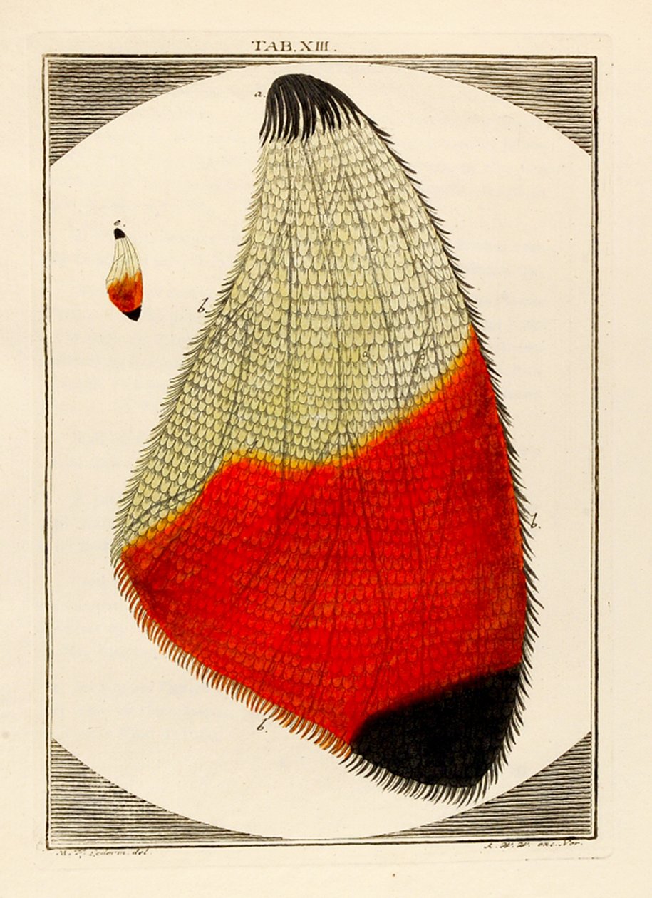 Diagrama de uma asa de traça ampliada, 1768 de German School