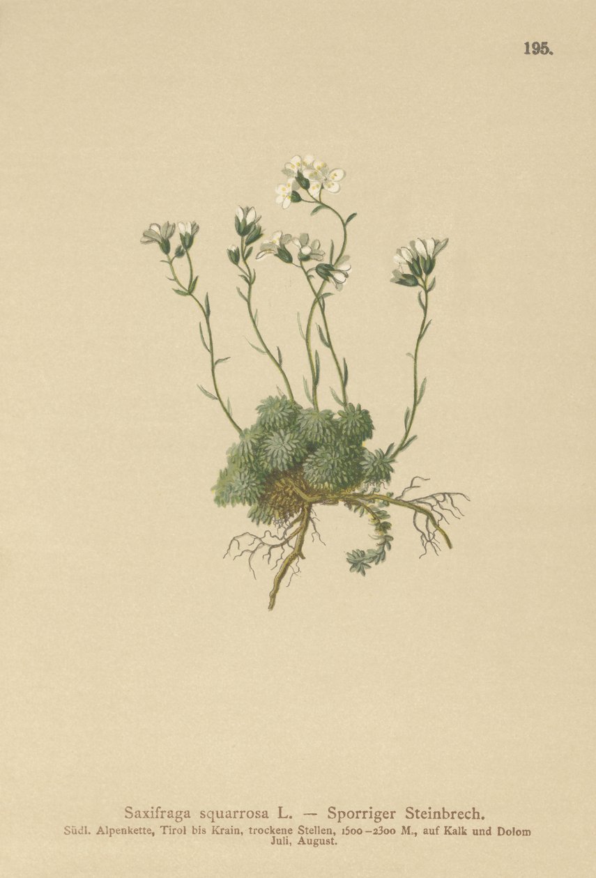 Saxifrage das dolomites (Saxifraga squarrosa) de German School