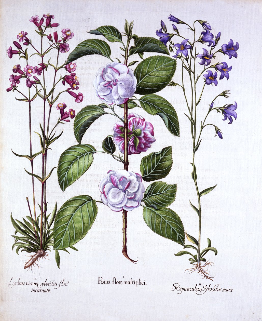 Flor de Maçã Dupla, Captura Alemã e Bellflower, de Hortus Eystettensis, de Basil Besler (1561-1629), pub. 1613 (gravura colorida à mão) de German School