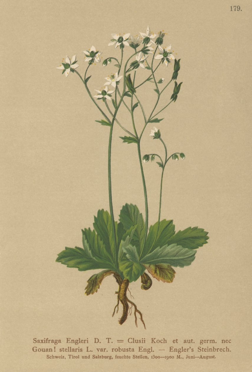 Saxofrage de Engerlis (Saxifraga Engerli, Saxifraga Clusii) de German School