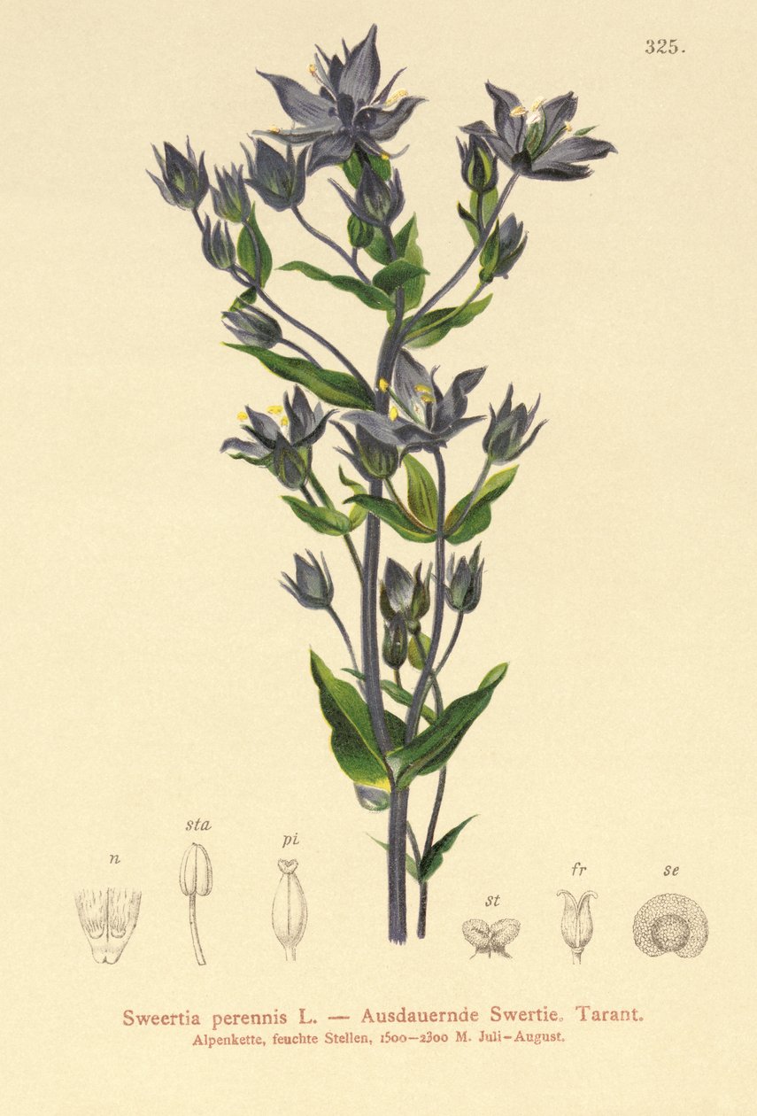 Felwort (Sweertia perene) de German School