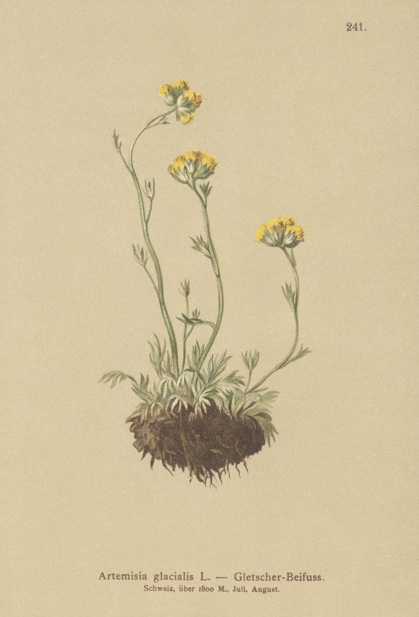 Absinto de geleira (Artemisia glacialis) de German School