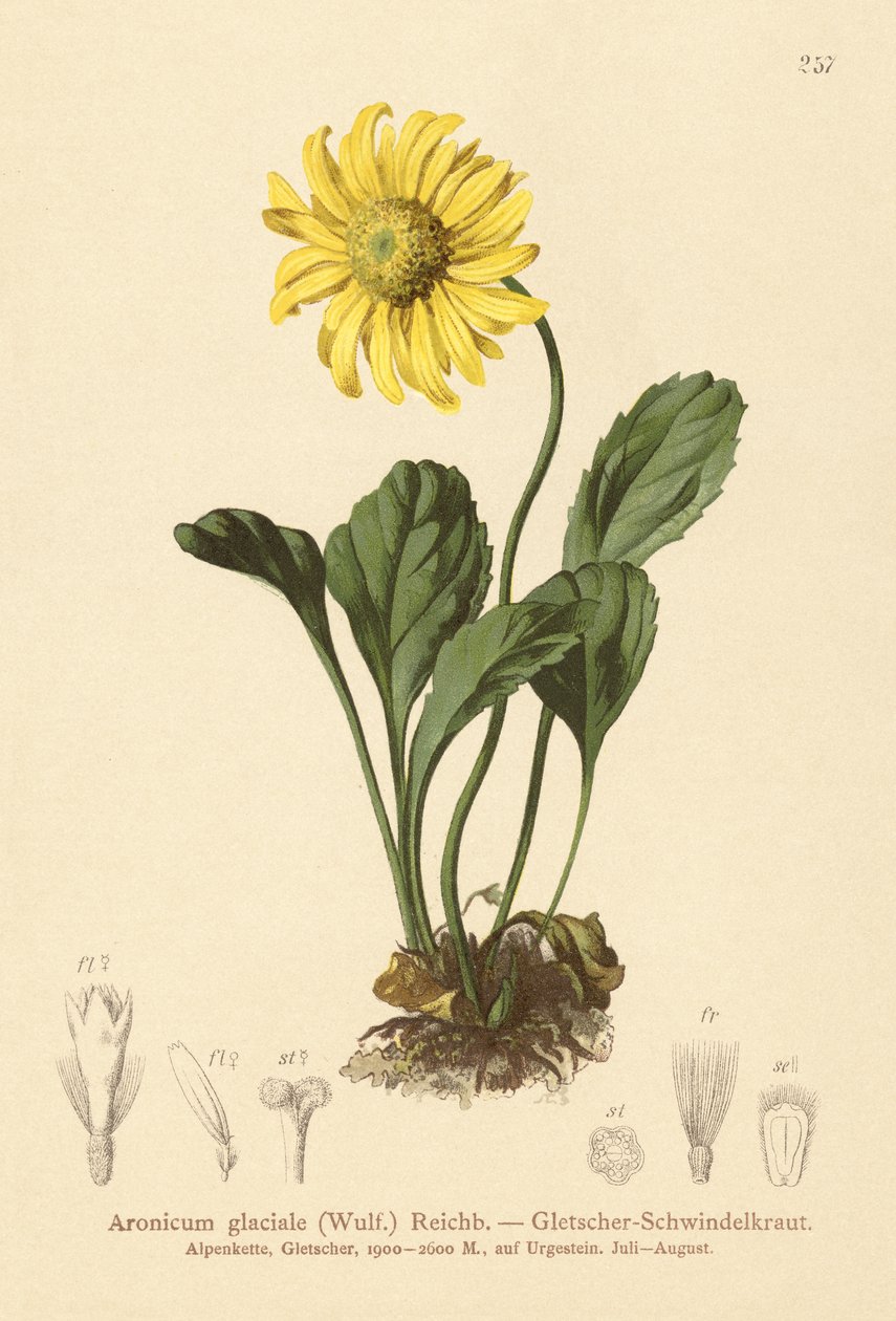 Geleiras Maldivas (Aronicum Glacial, Doronicum glacial) de German School