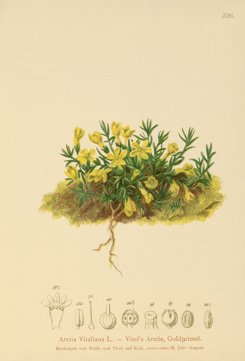Primerose Dourada (Primula vitaliana, Aretia Vitaliana, Vitaliana primuliflora) de German School
