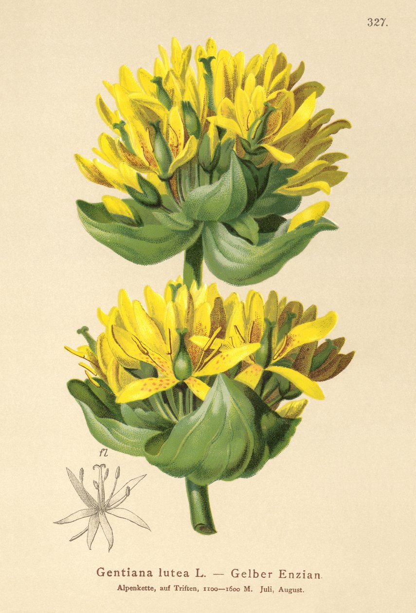 Grande Genciana Amarela (Gentiana lutea) de German School