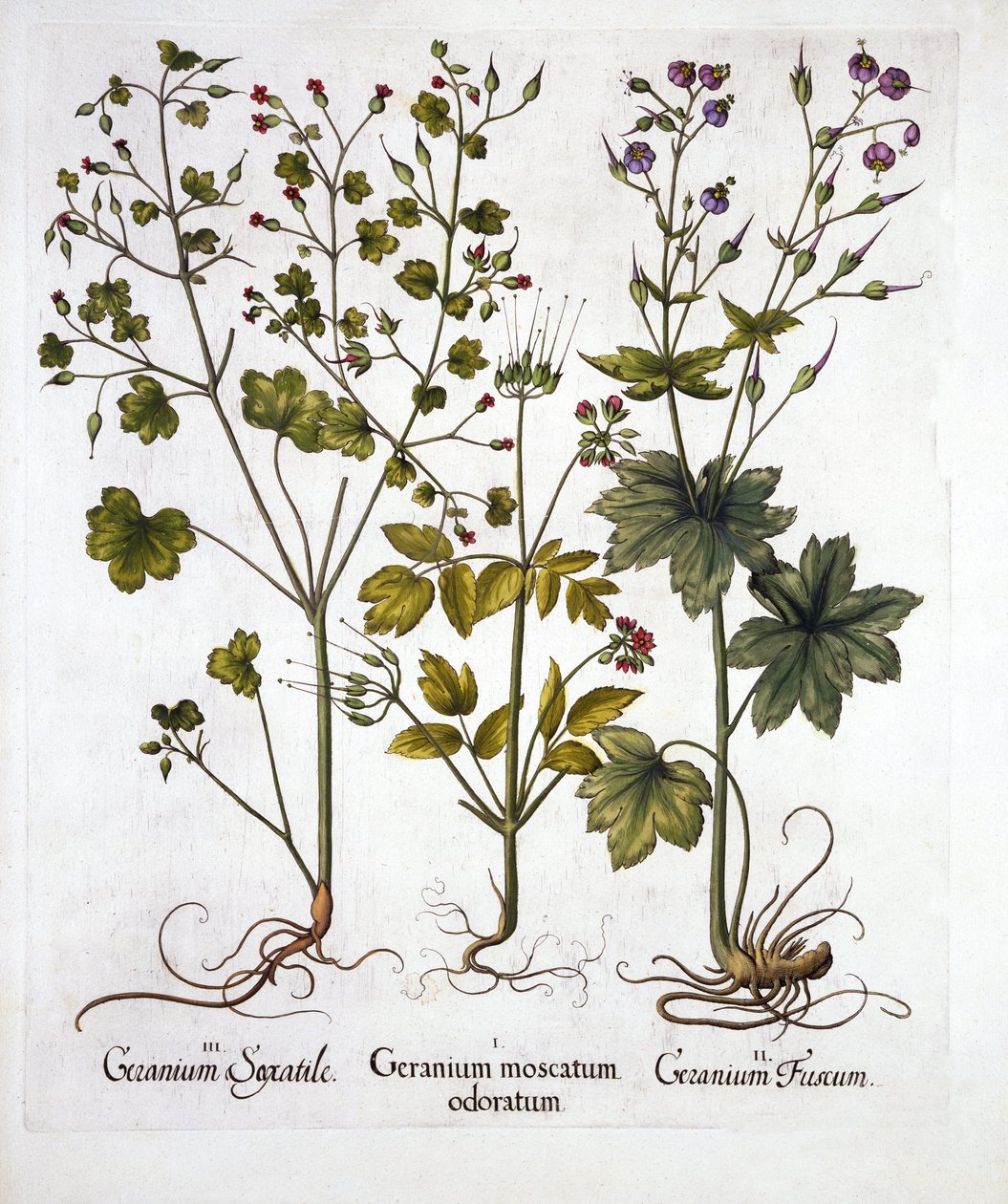 Gerânios résistentes, de Hortus Eystettensis, por Basil Besler (1561-1629), pub. 1613 (gravura colorida à mão) de German School