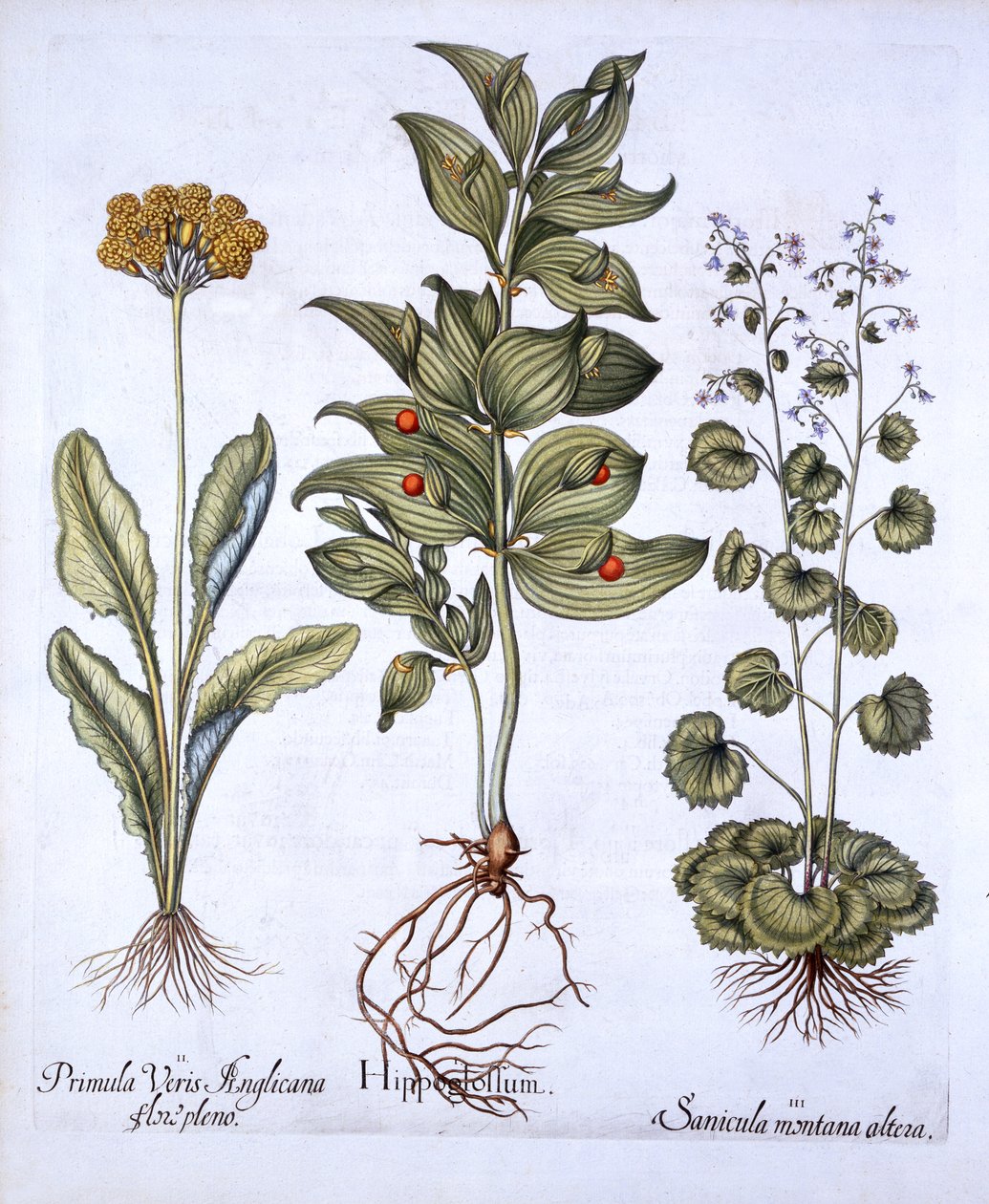 Hippoglossum, Cowslip e SanicleSnakeroot, de Hortus Eystettensis, por Basil Besler (1561-1629), pub. 1613 (gravura colorida à mão) de German School