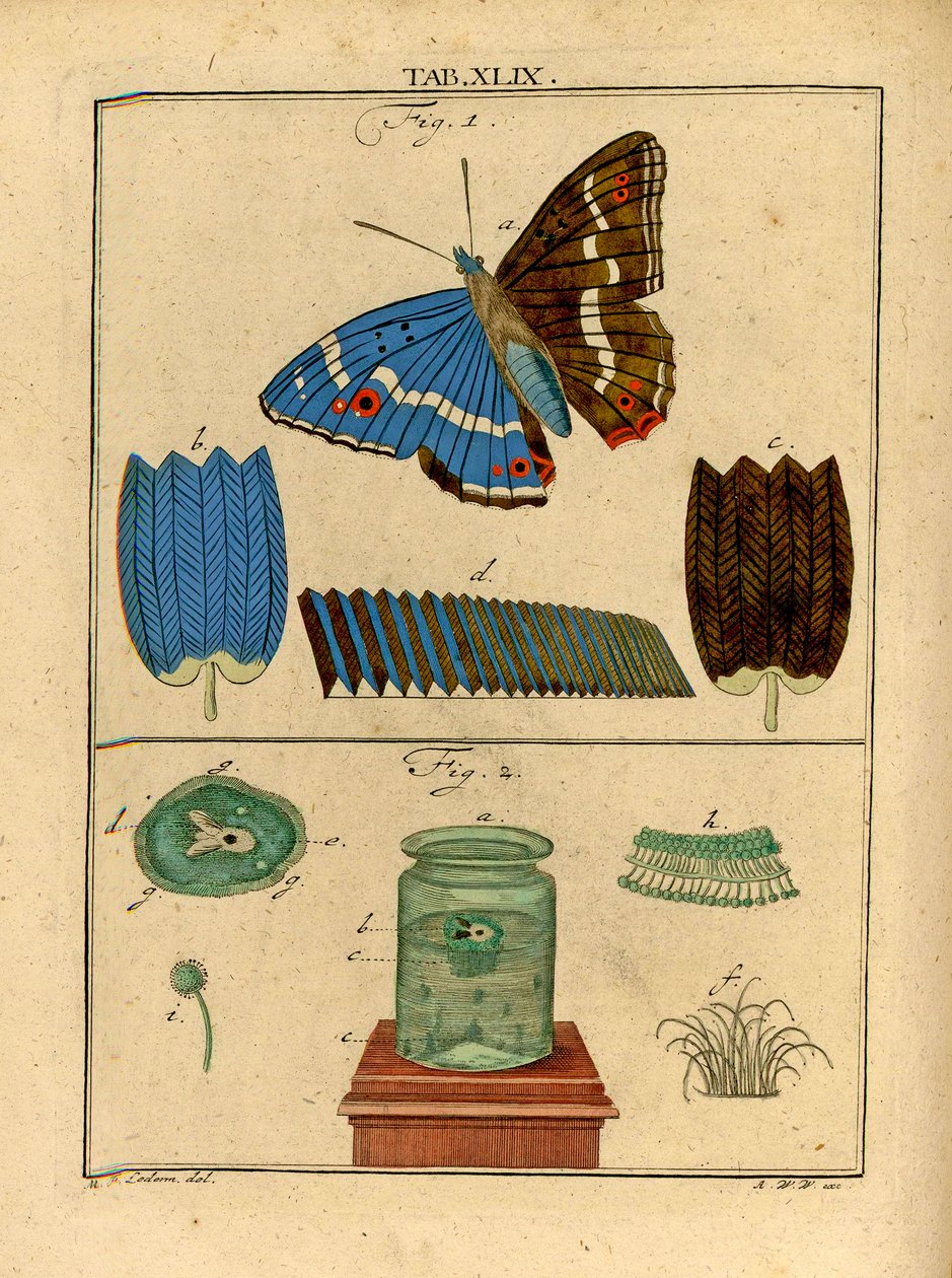Ilustrações de organismos unicelulares microscópicos e escalas de uma asa de borboletas usando um microscópio óptico precoce, 1768 de German School
