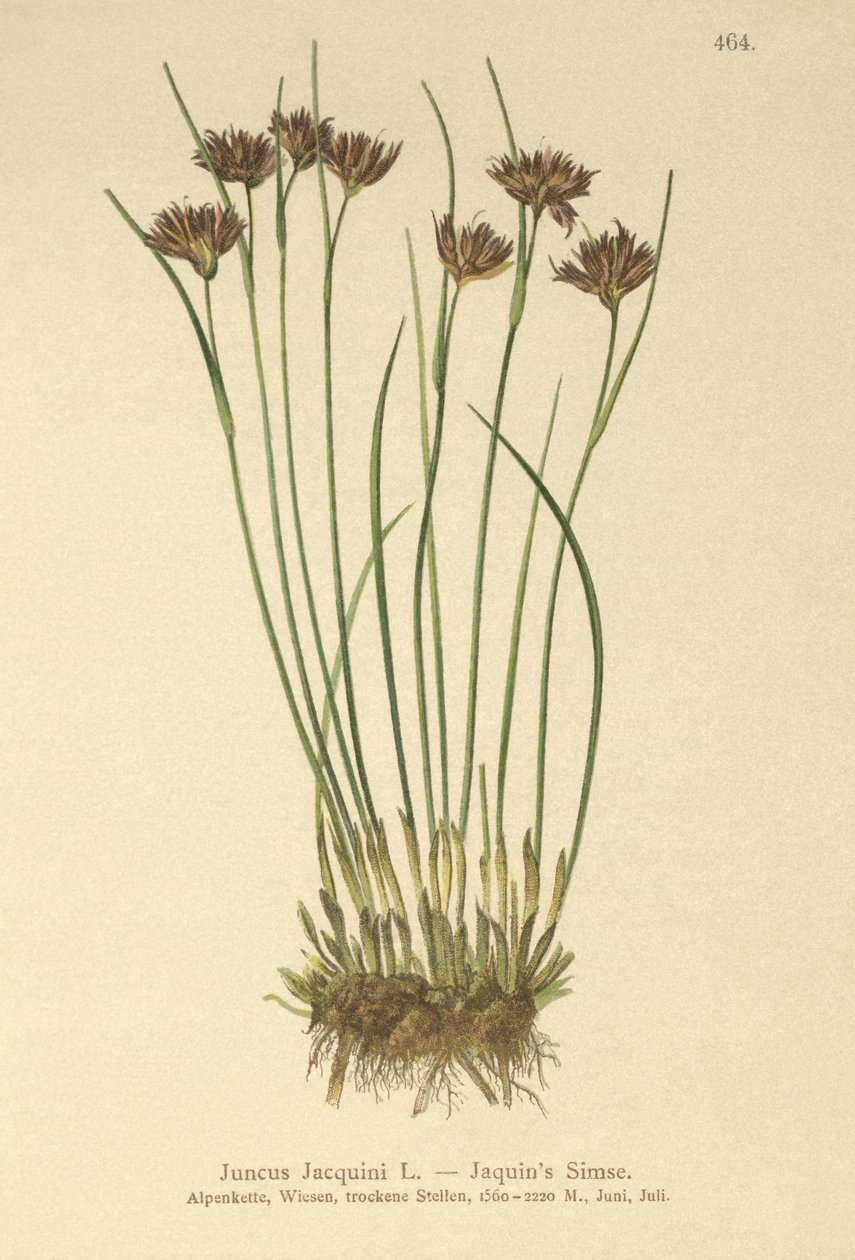 Jacquins Rush (Juncus Jacquini) de German School