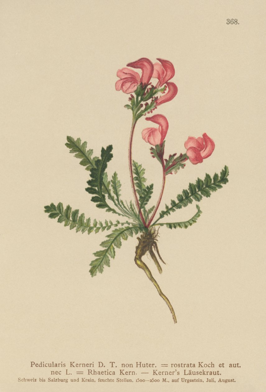 Kerners Lousewort (Pedicularis Kerneri, Rhaetica Kerneri, Pedicularis Rostrata, Pedicularis Rhaetica) de German School