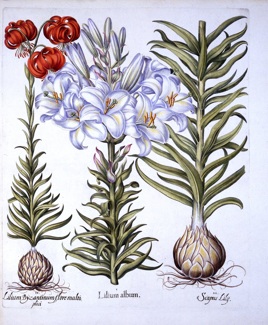 Madonnenlilie und Zwiebel, Roter Türkenbund von Konstantinopel, aus Hortus Eystettensis, von Basil Besler, 1613 von German School