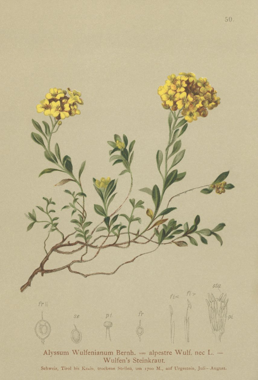 Madwort (Alyssum Wulfenianum, Alyssum alpestre) de German School