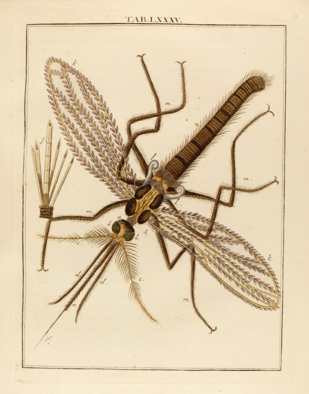 Mosquito ampliado, 1768 de German School