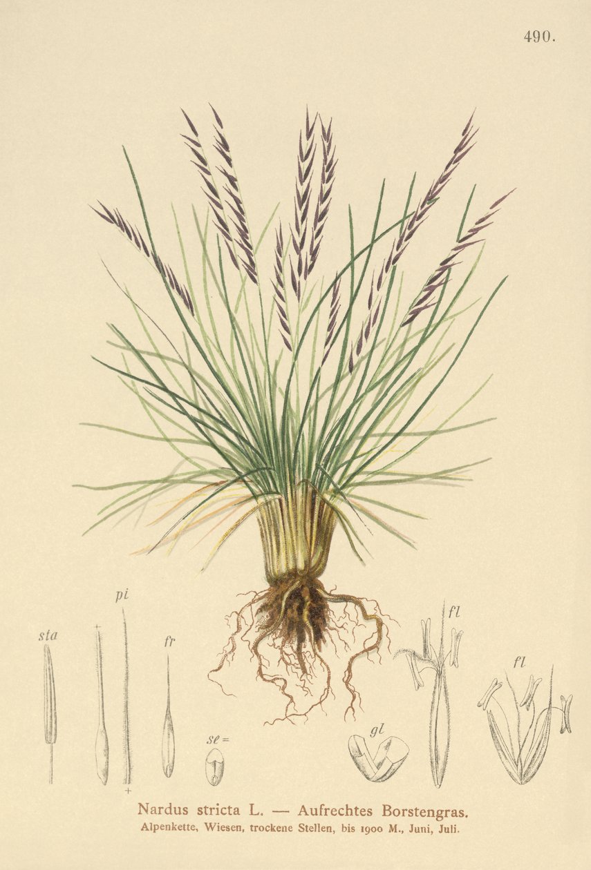 Tapete de grama (Nardus apertado) de German School