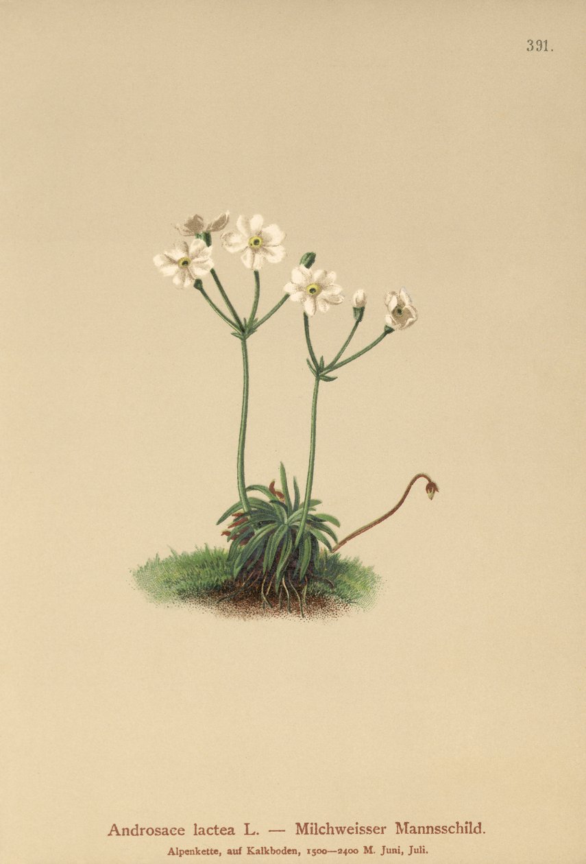 Rocha-jasmim de Milkwhite (Androsace lactea, Androsace lactiflora) de German School