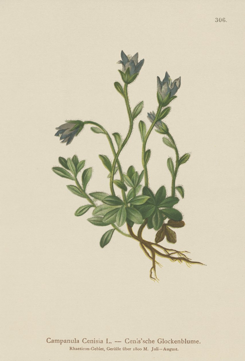 Mt. Cenis Bellflower (Campanula Cenisia) de German School