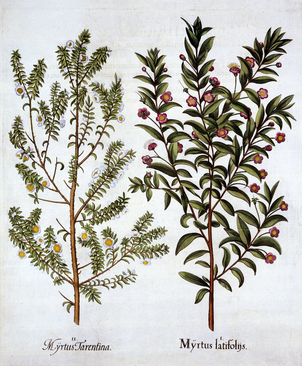 Variedades de Murta, de Hortus Eystettensis, de Basil Besler (1561-1629), pub. 1613 (gravura colorida à mão) de German School