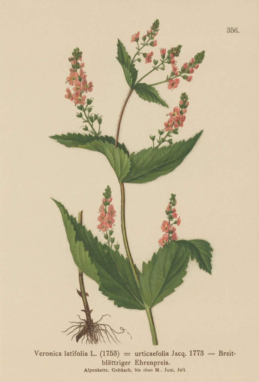 Speedwell de folhas de urtiga (Veronica latifolia, Veronica urticaefolia) de German School