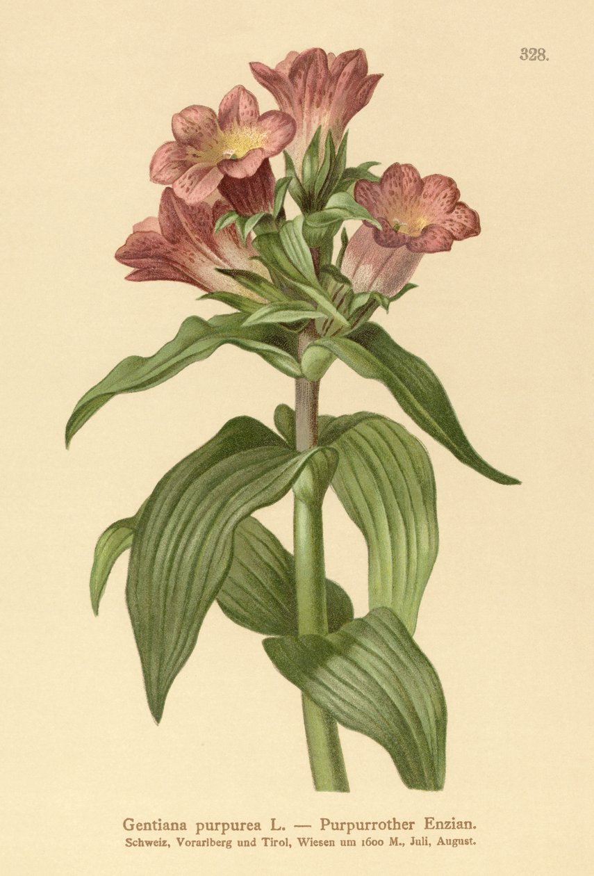 Genciana roxa (Gentiana purpurea) de German School