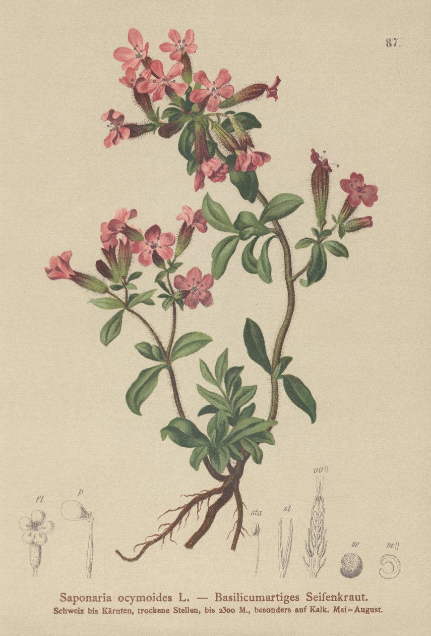 Rock Soapwort (Saponaria ocymoides) de German School