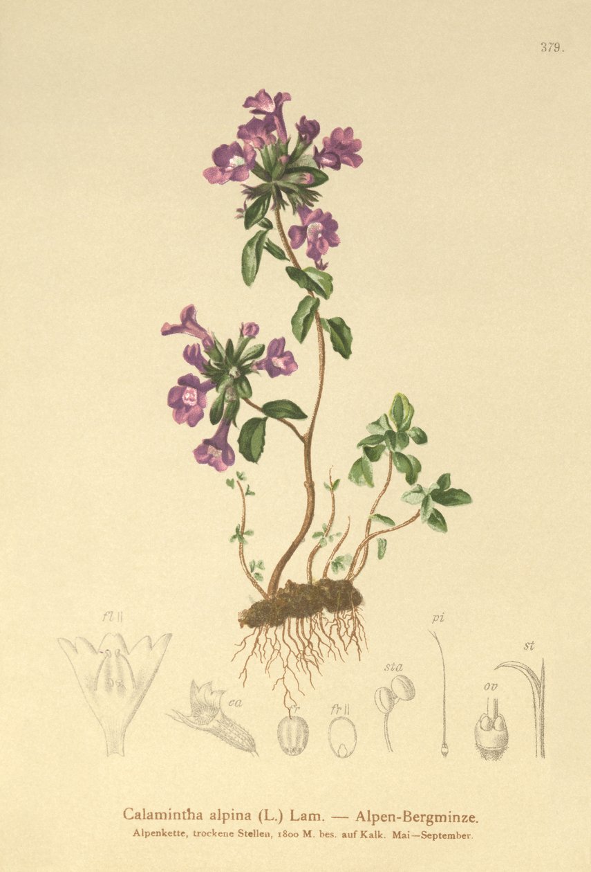 Outros Thyme (Grape Alpinus, Calamintha alpina) de German School