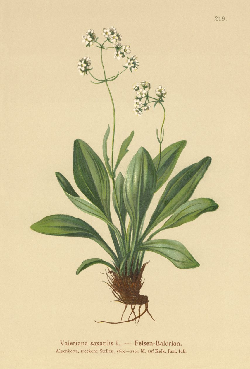 Valeriana da rocha (Valerian saxatilis) de German School