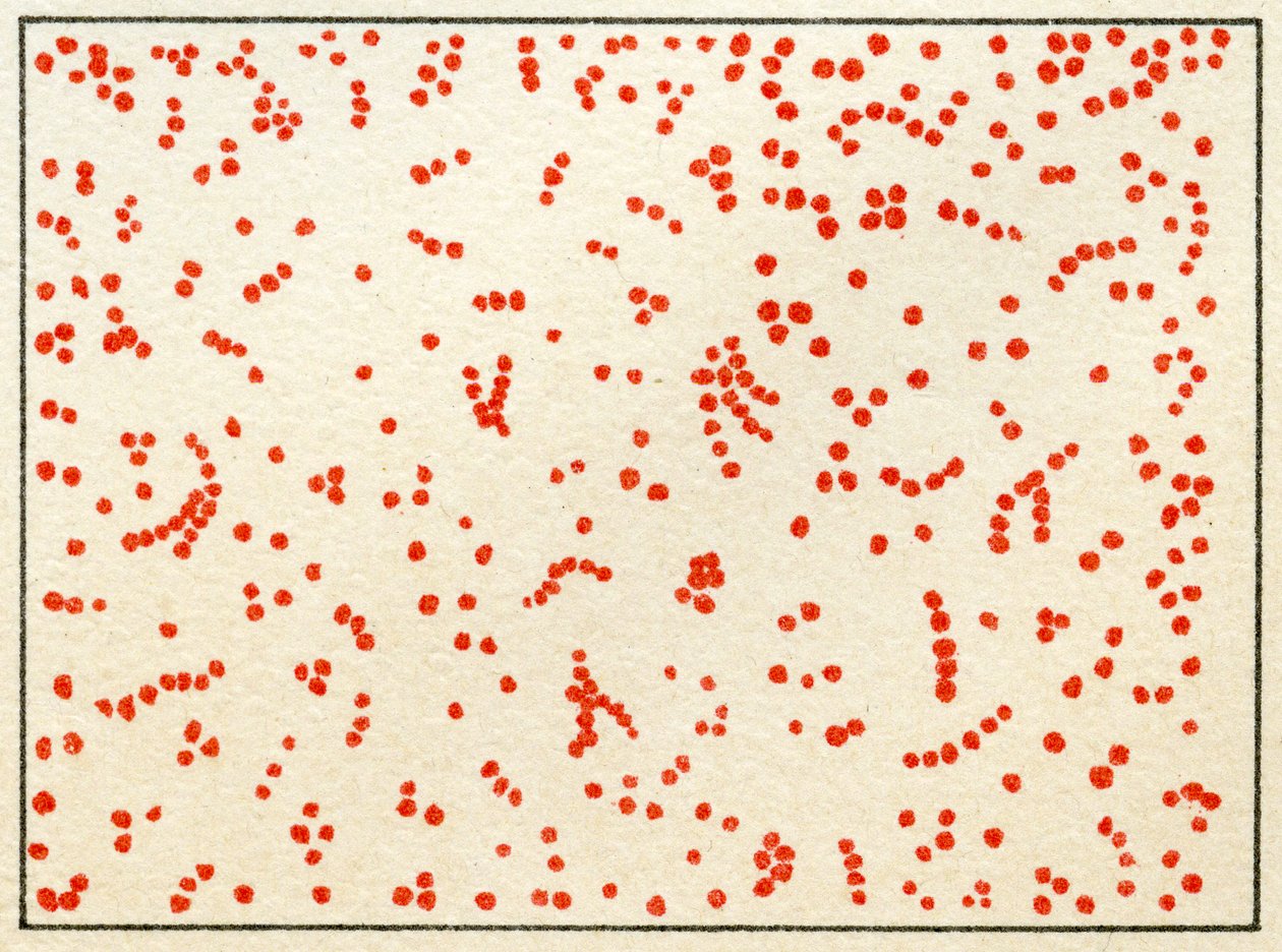 Amostra de Micrococcus Bacteria c.1890 (cromolitografia colorida) de German School