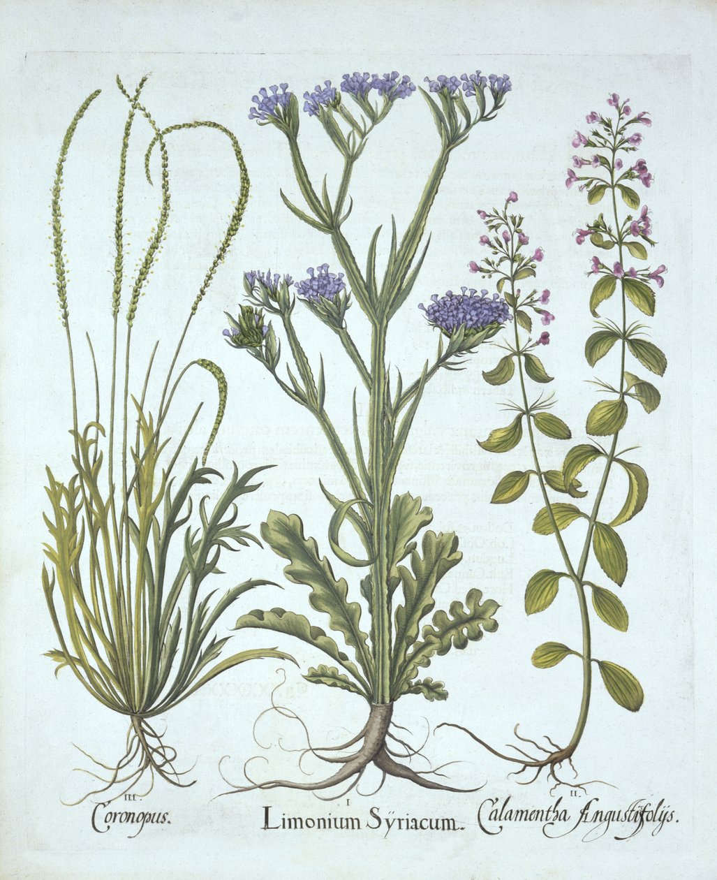 Sea Lavender, Suínos Cress, Calamint, de Hortus Eystettensis, de Basil Besler (1561-1629), pub. 1613 (gravura colorida à mão) de German School