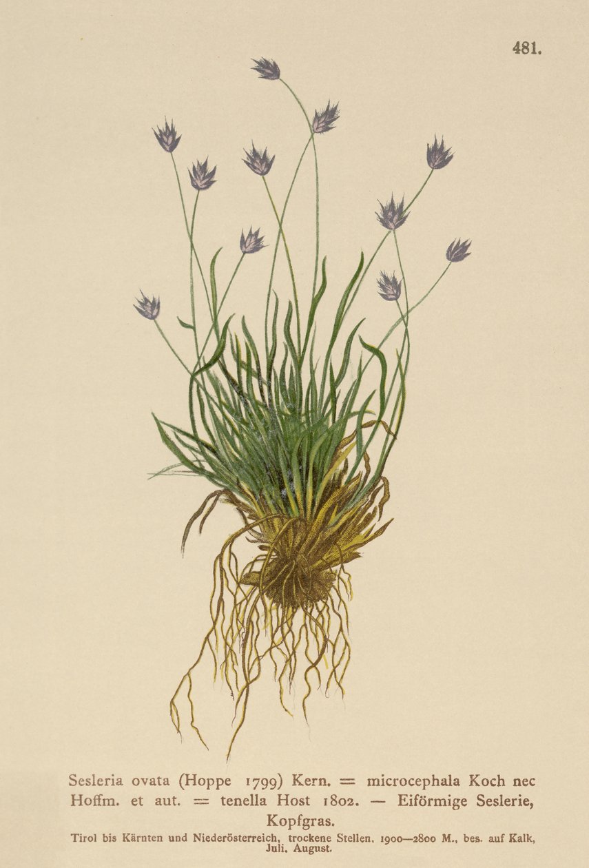 Seslera ovata, Seslera microcephala, Sesleria tenella, Psilathera ovata) de German School
