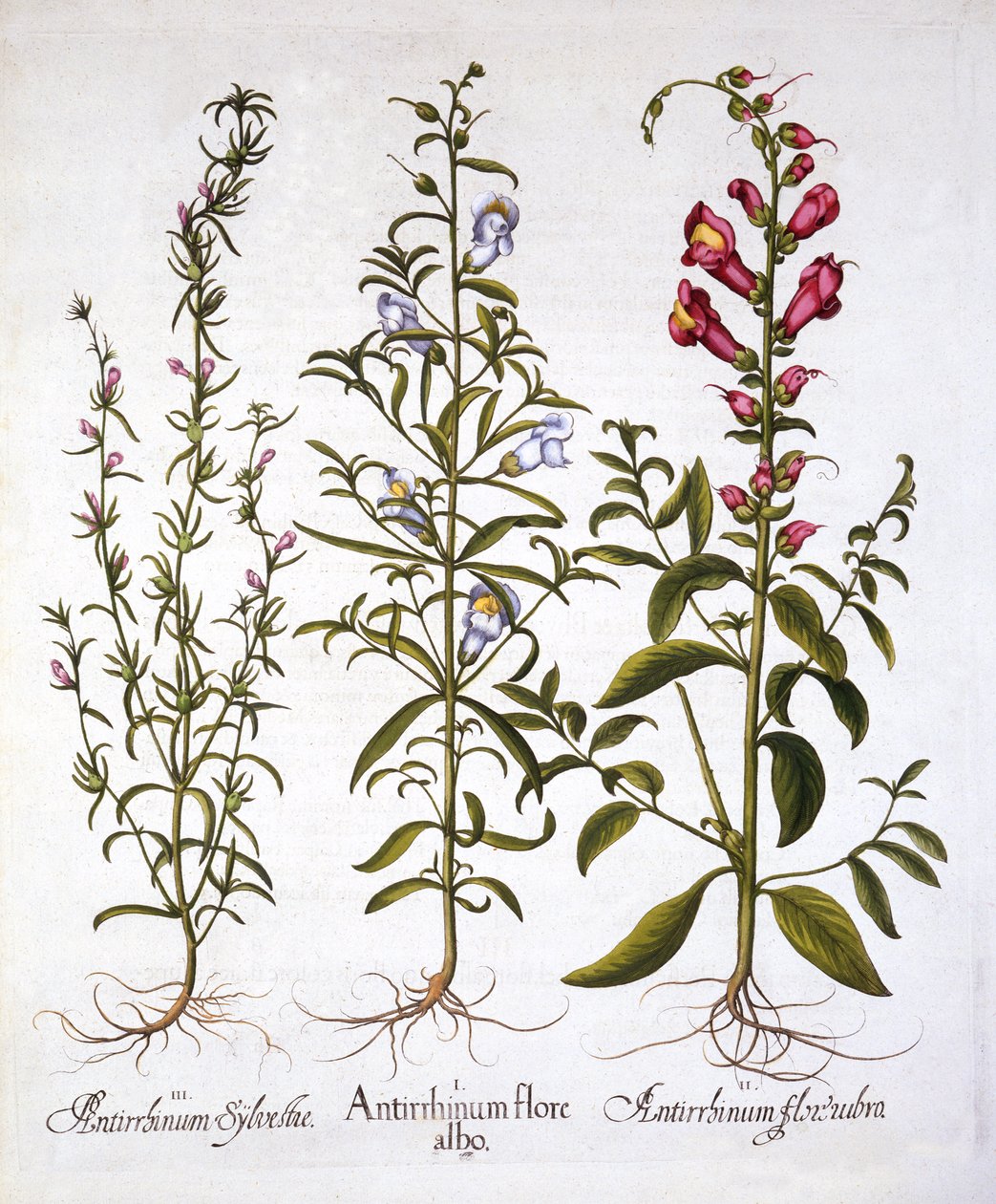 Snapdragons ou Antirrhinums, de Hortus Eystettensis, por Basil Besler (1561-1629), pub. 1613 (gravura colorida à mão) de German School