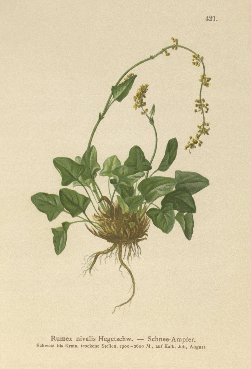 Doca de neve (Rumex nivalis) de German School