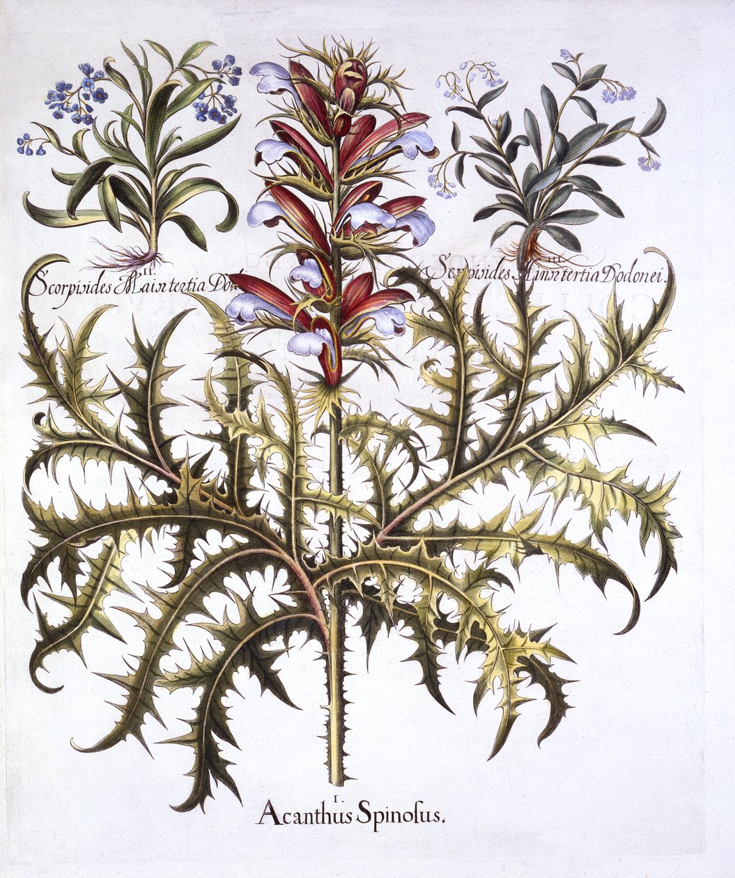 Spiny Bears Breech e Forget-Me-Nots, de Hortus Eystettensis, de Basil Besler (1561-1629), pub. 1613 (gravura colorida à mão) de German School