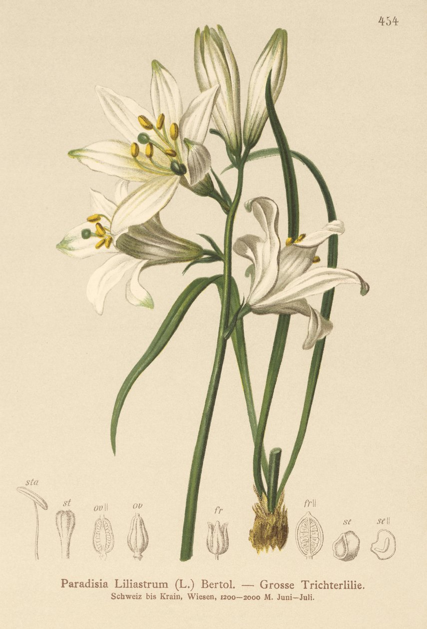 Lírio de São Bruno (Paradisia Liliastrum) de German School