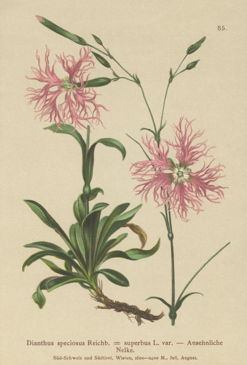 Rosa soberba (Dianthus speciosus, Dianthus superbus) de German School