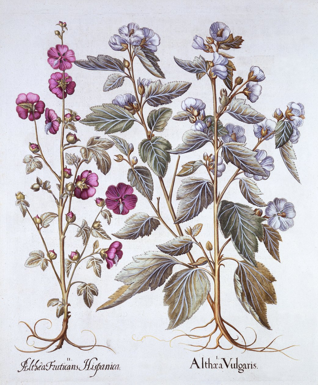 Duas variedades de malva, de Hortus Eystettensis, de Basil Besler (1561-1629), pub. 1613 (gravura colorida à mão) de German School