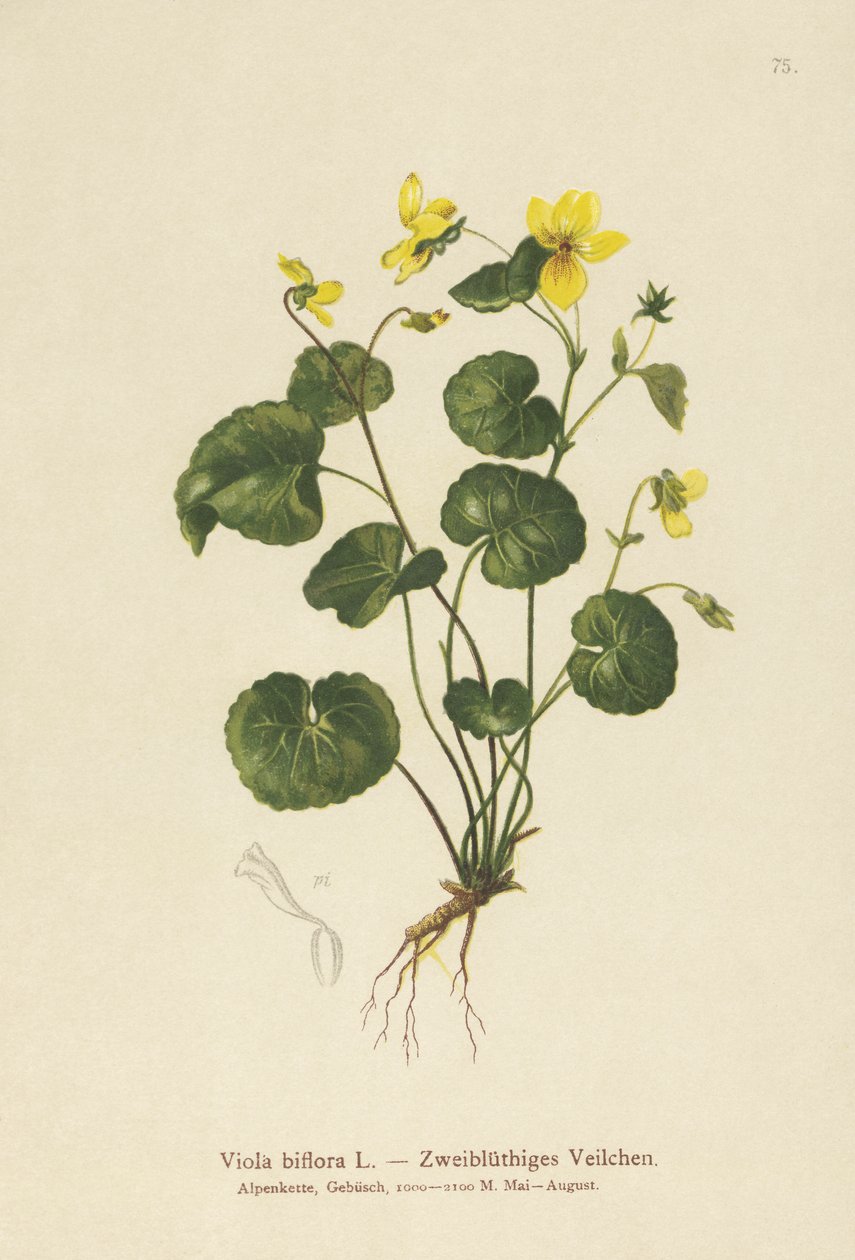 Violeta de duas flores (Viola biflora) de German School